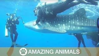 Whale Sharks Rescued From Net Play With Divers