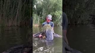 Rekordní sumec 261cm z české svazovky  #jakubvagner  #rekord #rybaření #sumec #catfish