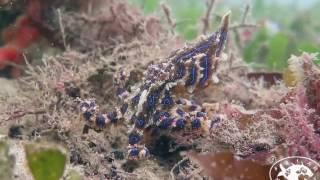 Blue Lined Octopus (Hapalochlaena fasciata)