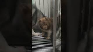 AGOUTI HUSKY WITH 2 WIFE & 2 PUPPY 