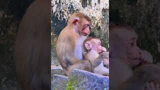 Hak Han MDJ Enjoy Watching Abandon Baby Monkey - Daily Wildlife Monkey