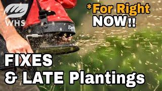 Food Plot Fails Fixes And Late Plantings