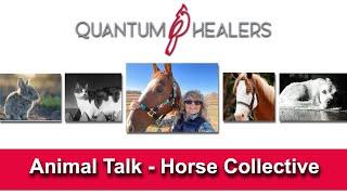 Animal Talk - The Horse Collective