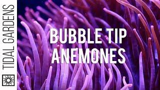 Bubble Tip Anemones