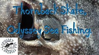 Thornback Skate | Odyssey Sea Fishing UK.