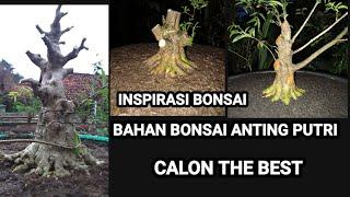 REVIEW BAHAN BONSAI ANTING PUTRI@Akangsastra Project New