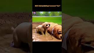  Mud Bath Spa Day 泥浴水疗日 #shorts #shortvideo #short #motivation #animals #funny