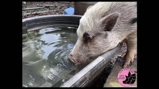 Happy Animals Drinking Water Is Adorable!