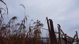 Hunting Ducks in Delta Danubio Romania +40744348950