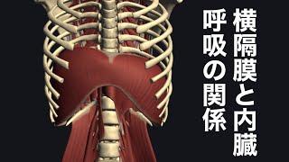 横隔膜と内臓、呼吸の関係性を解説してみた