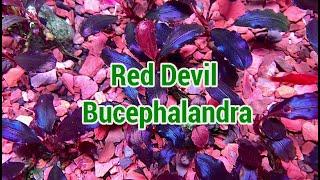 Red Devil - Vẻ Đẹp Bóng Bẩy | Bucep Viet | Bucephalandra