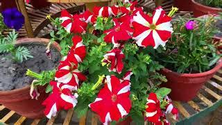 Flower  Garden in Nepal