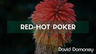 How to plant and grow red hot poker | Kniphofia