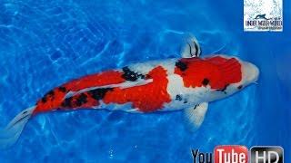 Koi Karper ( Valtil cup ) selling at open market : very interesting video