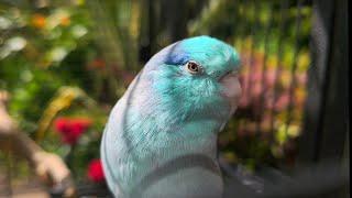 Parrot TV  Spring Baby Birds  Nature Sounds  Parrotlet Bird  Sounds 