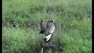 Südafrika - Impressionen im Krügerpark