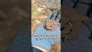 두꺼비?