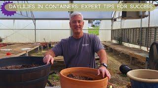 Daylilies in Containers: Expert Tips for Success