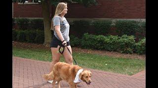 Spectrum News Charlotte – Dogs lend a paw to ease students stress at Queens