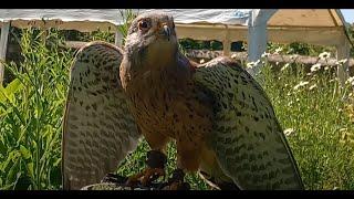 EURASIAN KESTRELS:HOW AND WHY DO THEY HOVER? Small Falcons, Use in Falconry, Flight Features