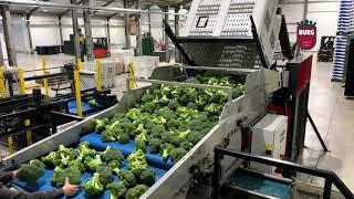 Burg Machinery -  Emptying, packing and sorting line for broccoli