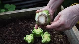 Regrowing Celery Root - An Endless Supply!