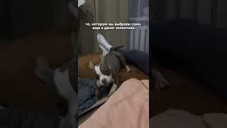 Зато сбылась моя мечта ️ #bullybetti #жизньссобакой #буллипокет #булли