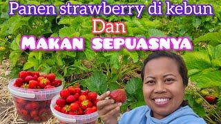 panen strawberry dan makan sepuasnya sampe di ketawain bule 