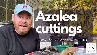 How to propagate Azalea bushes from softwood cuttings