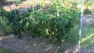 Todd's Muscadine vine