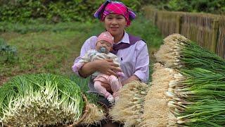 Harvest Vegetables in the farm - Cooking, Peaceful life in nature | Ly Thi Ca