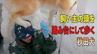 飼い主の頭を踏み台にしている"秋田犬のびしゃもん" 「2025年2月8日」【大自然の中をバーチャルお散歩】【自然音】4ｋ