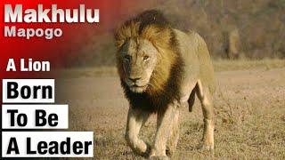 Makhulu Mapogo | The Smartest Leader of The Mapogo Lions | Lions of Sabi Sands