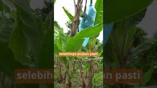 Petani Wajib Tahu! Siklus Tanam Pisang yang Benar