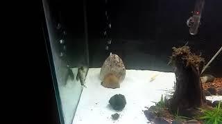 Botia kubotai or marble loaches Dancing