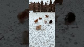  snow dog fight #shorts#trending#snowdogs #watsupstatus #dogplaying #doglover #snowdog#rmdh#leo