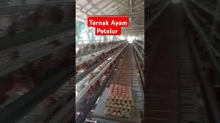 Ayam Petelurku sudah Mulai Bertelur#bisnisayampetelur #ternakayampetelur #kandangayam #telurayam