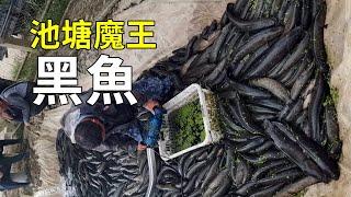 水中“殺手”黑魚，大開眼界的養殖過程