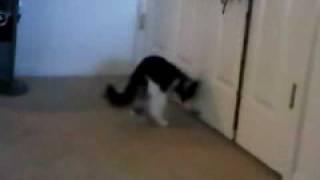 My cat Charity playing with door stopper