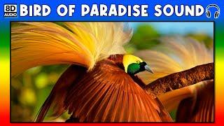 BIRD OF PARADISE SOUND - BIRD OF PARADISE SOUND EFFECT - SOUND OF BIRD OF PARADISE