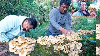 we found about 10 kg wild mushroom in the jungle || Bhumi , Diwaaz brother || @bhumicooking