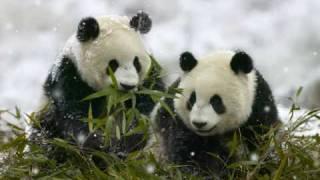 Cute Panda Pictures