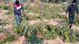 Thai apple ber shiv shankar krishi farm jaipur Rajasthan