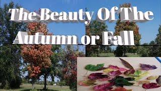 Seeing The Beauty of The Fall or Autumn With My American Husband/ Filipino and American Couple