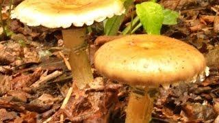 Growing Wine Cap Mushrooms in the Garden! (King Stropharia)