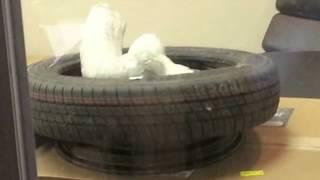 Drugs Found in Tire