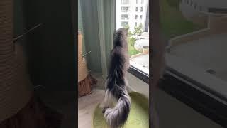 Maine coon Deksi cat is watching from ambush