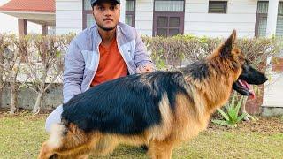 ₹50 हजार की German Shepherd Female | Long Coat German Shepherd