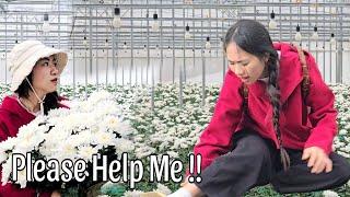 Chrysanthemums give off a sweet scent: Nhu had a traffic accident, did anyone help her?