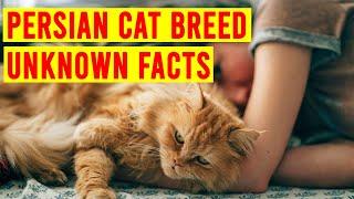 Persian Cat Breed Everything You Need To Know/ All Cats